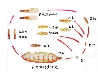 白蚁的群体分工及生活习性